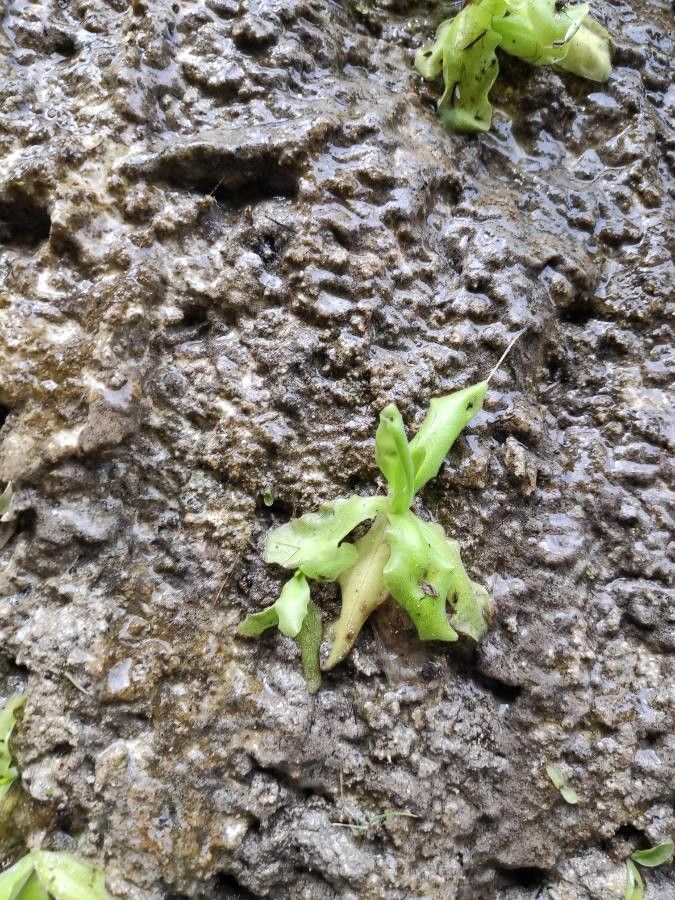 Pinguicula longifolia leaf