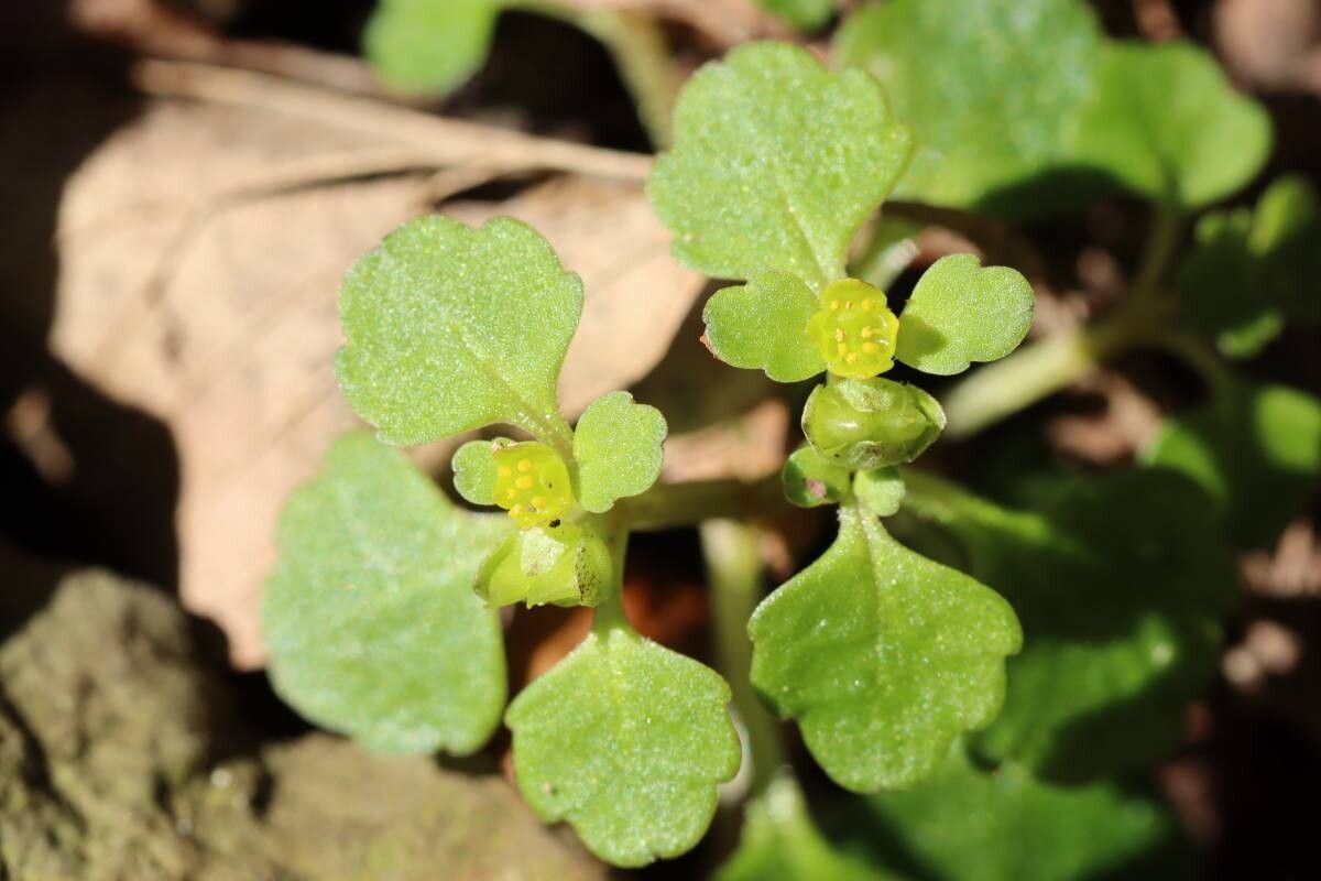 Chrysosplenium maximowiczii — houseplant care guide