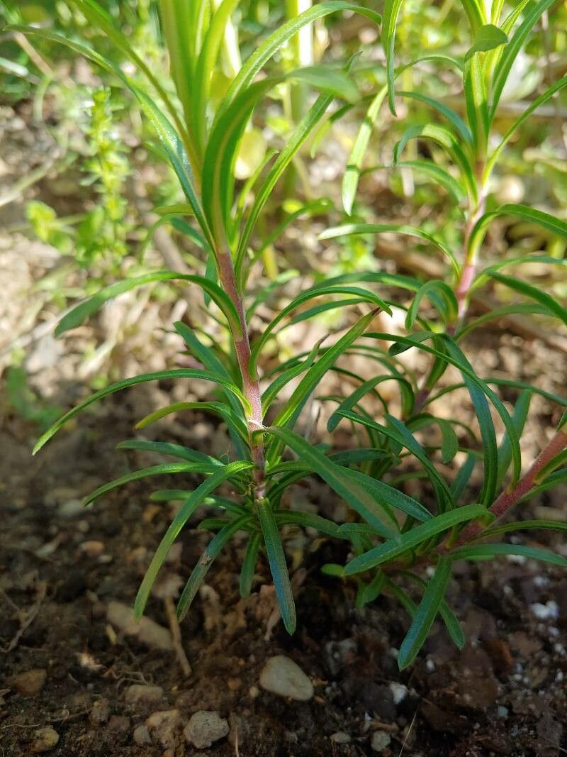 Ionactis linariifolius bark