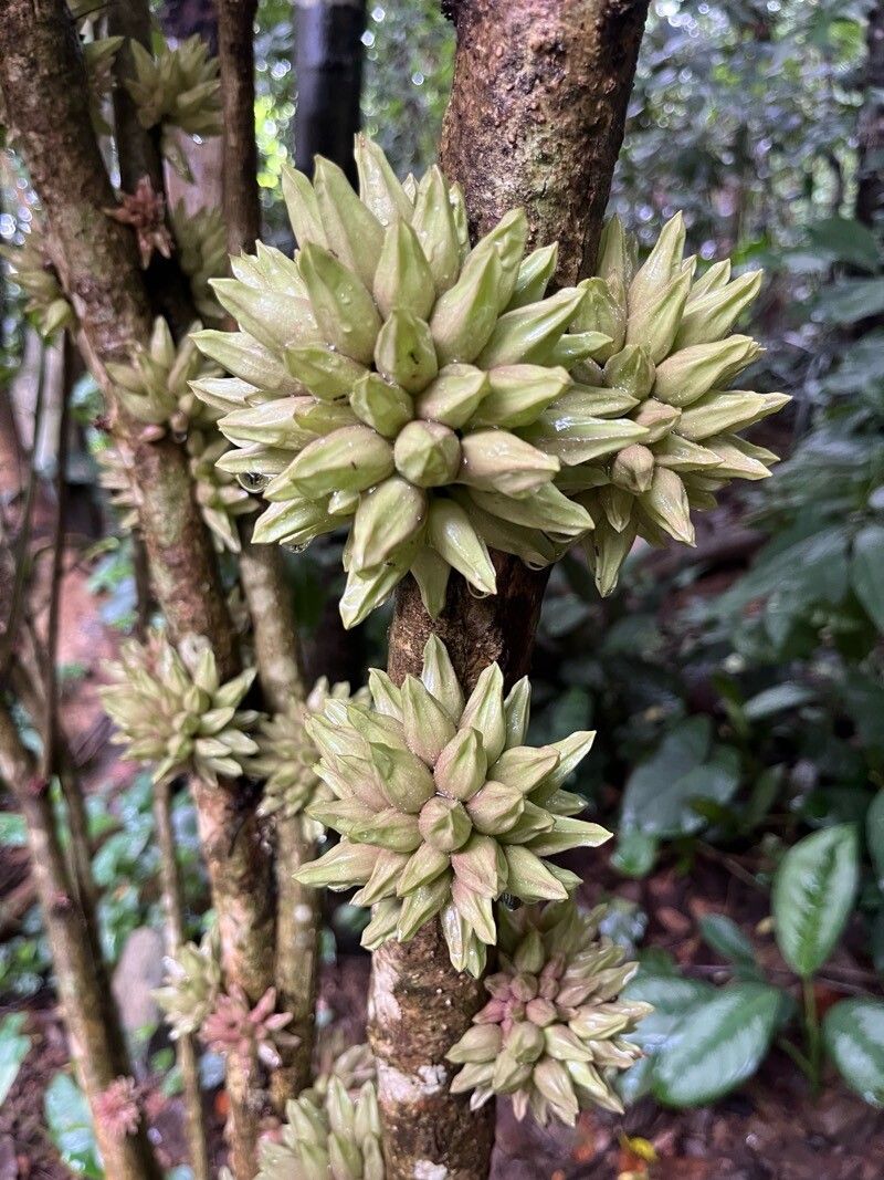 Clerodendrum kamhyoae flower