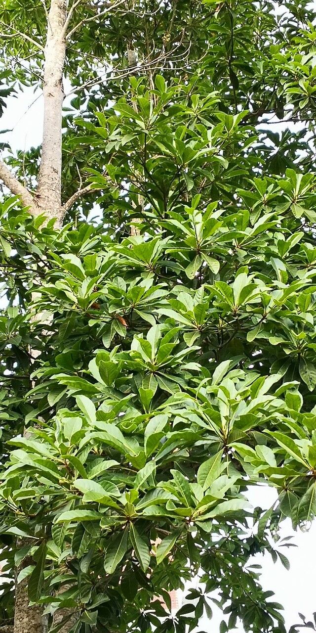 Terminalia myriocarpa leaf