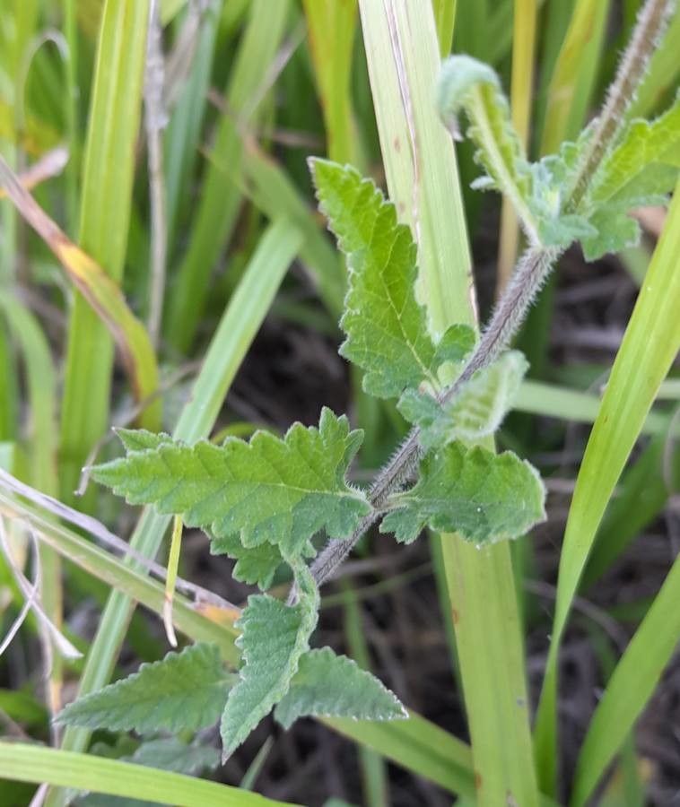 Glandularia peruviana leaf