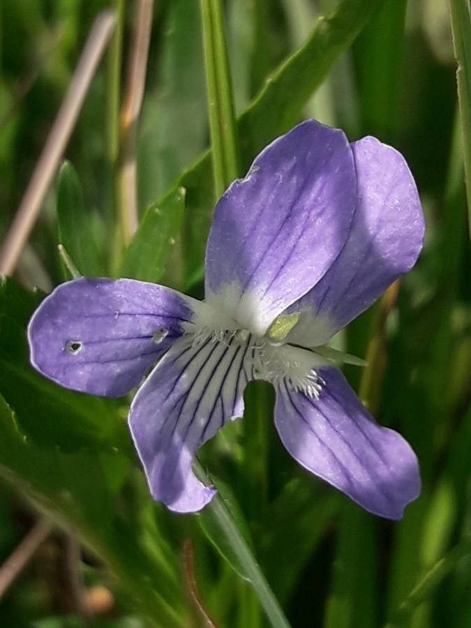 Viola pumila flower