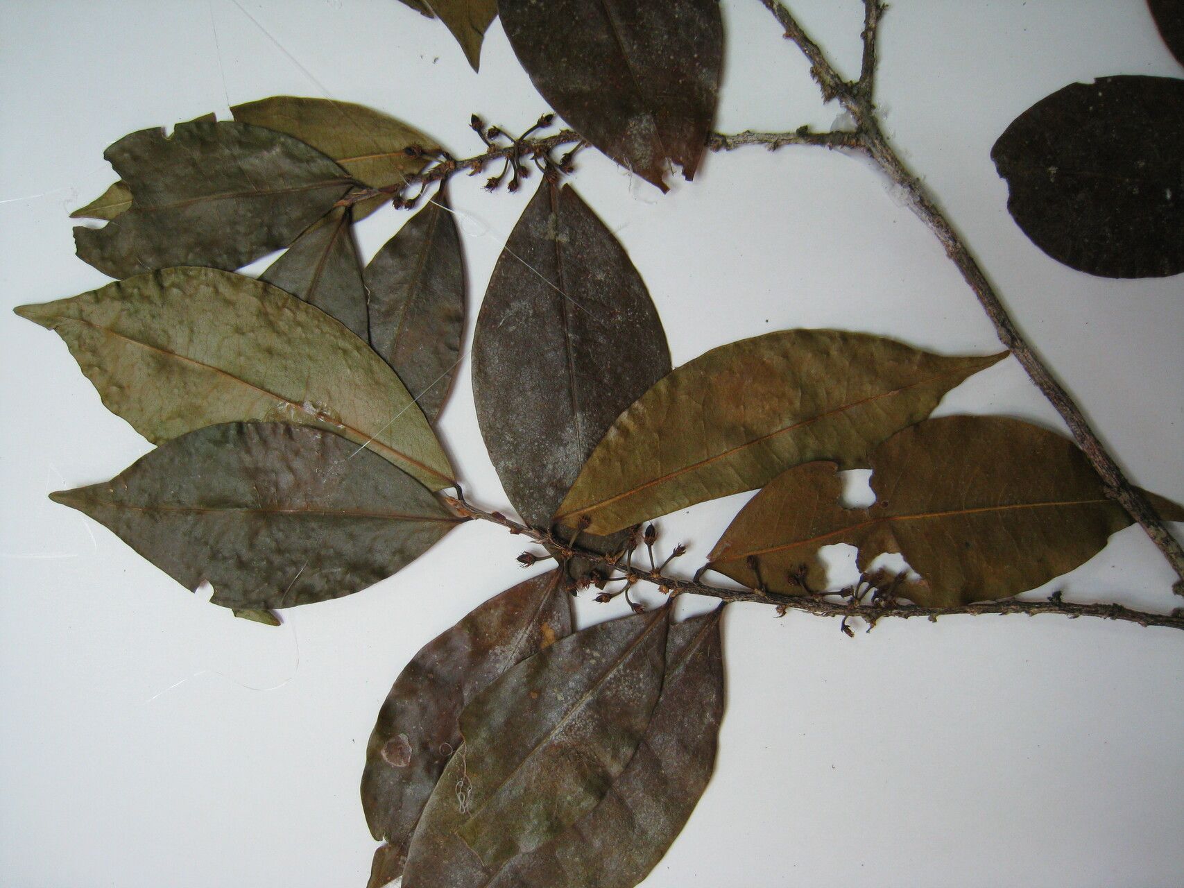 Erythroxylum fimbriatum — houseplant care guide