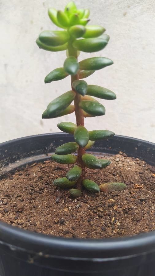 Sedum hernandezii flower