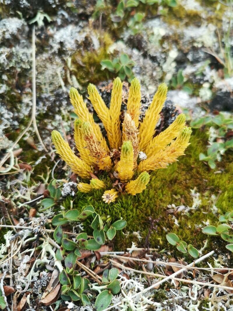 Diphasiastrum alpinum leaf
