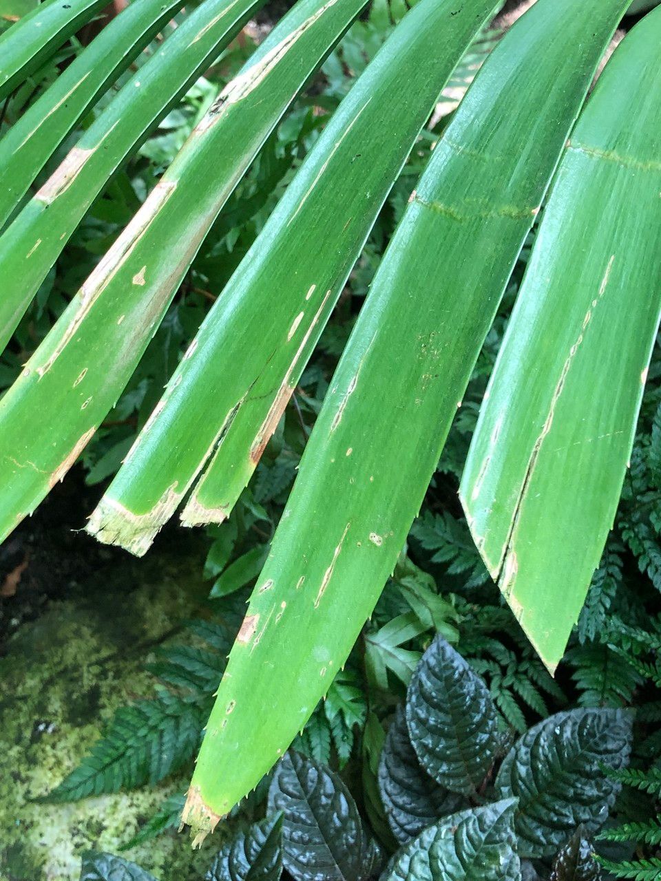 Zamia sandovalii leaf