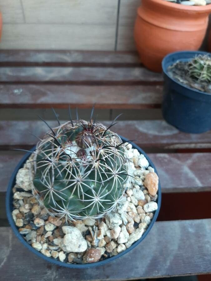 Coryphantha cornifera bark