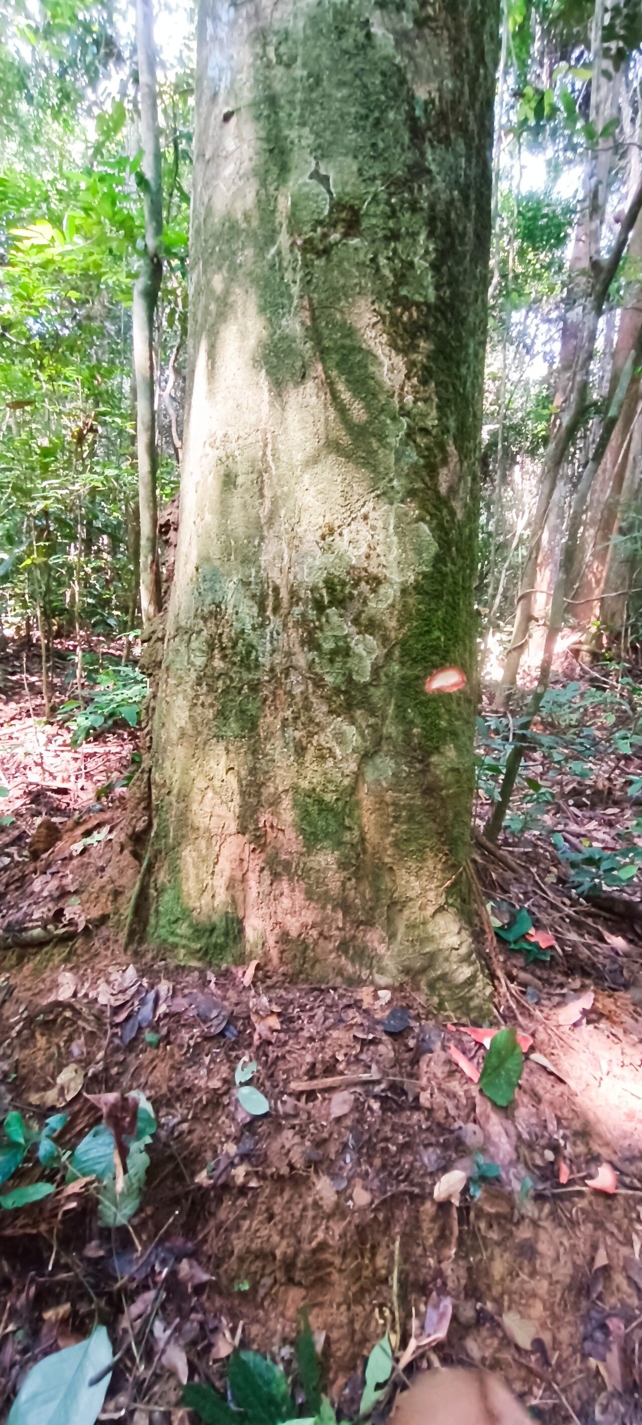 Prioria gilbertii bark