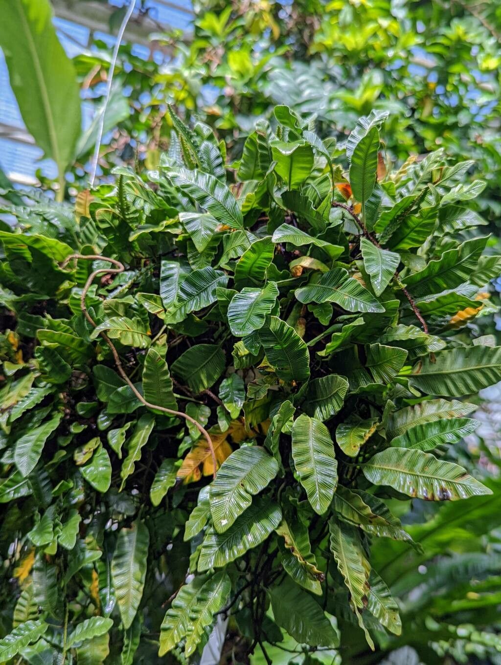 Davallia heterophylla habit