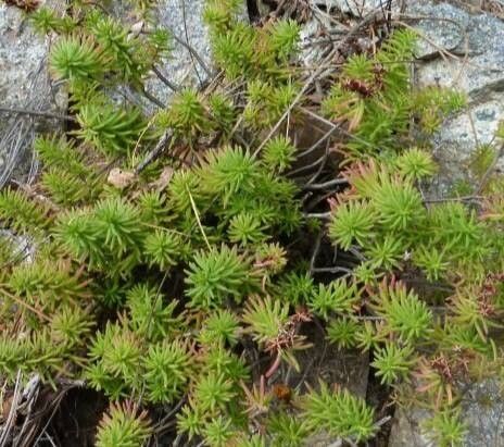 Sedum guatemalense — houseplant care guide