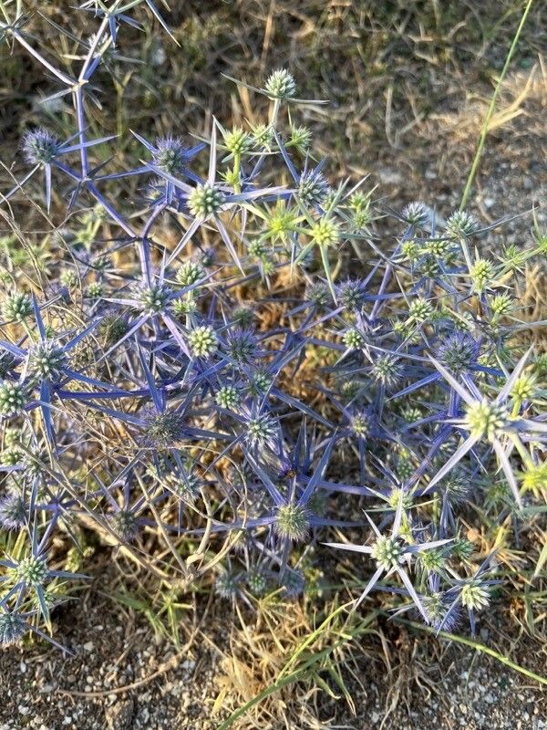 Eryngium creticum flower