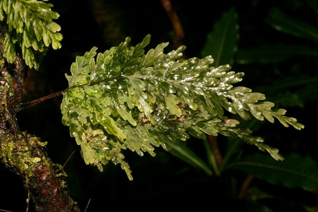 Hymenophyllum humboldtianum habit