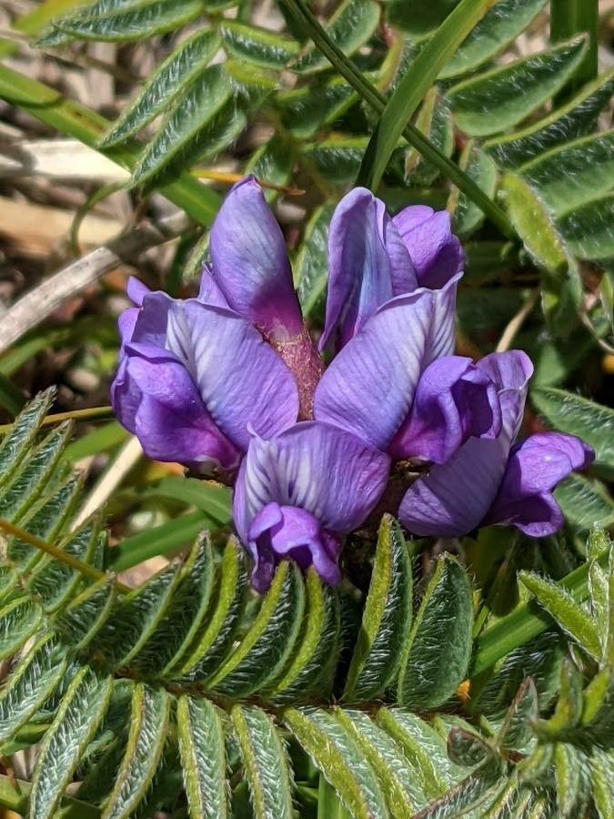 Oxytropis montana flower