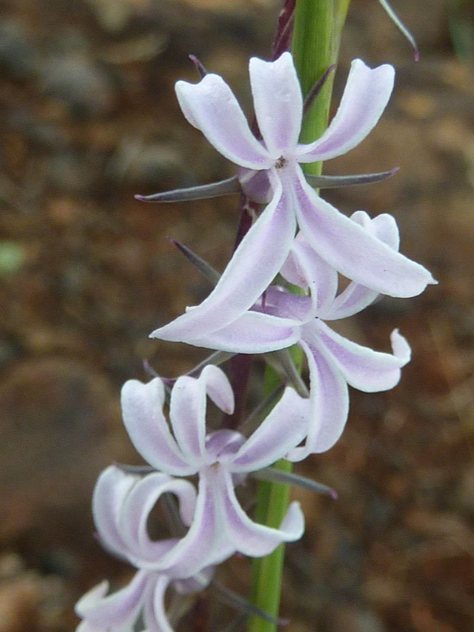 Cyphia glandulifera flower