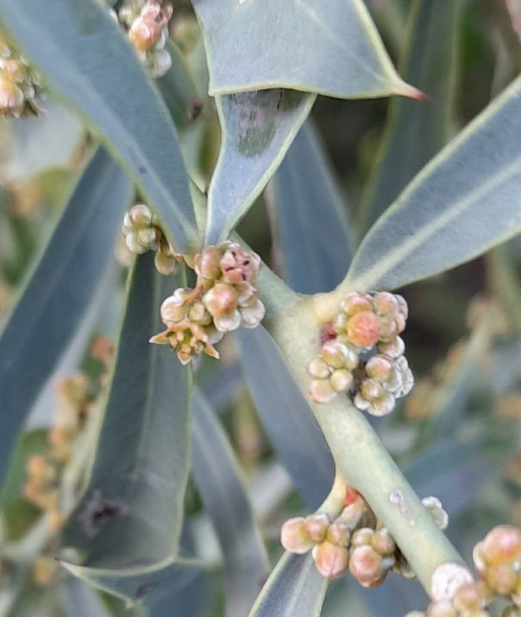 Jodina rhombifolia flower