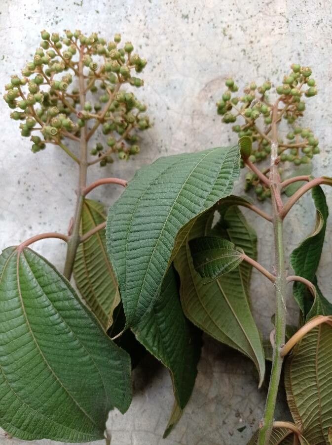 Miconia laevigata fruit