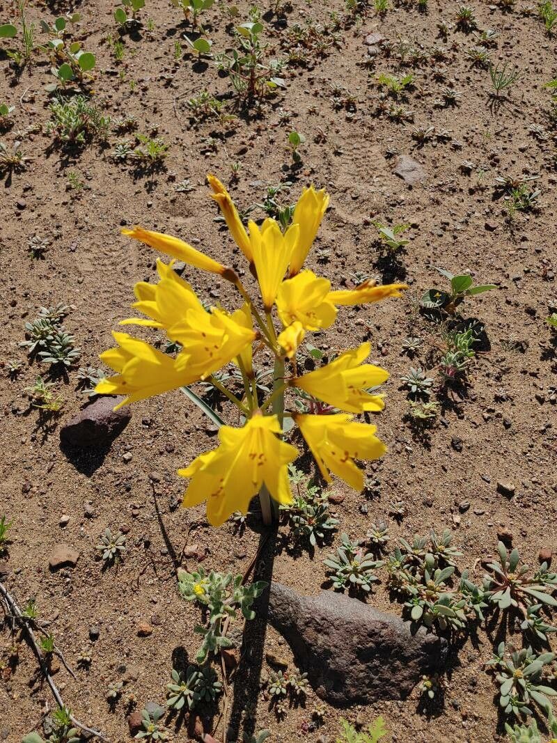 Rhodophiala ananuca — related species from the same genus