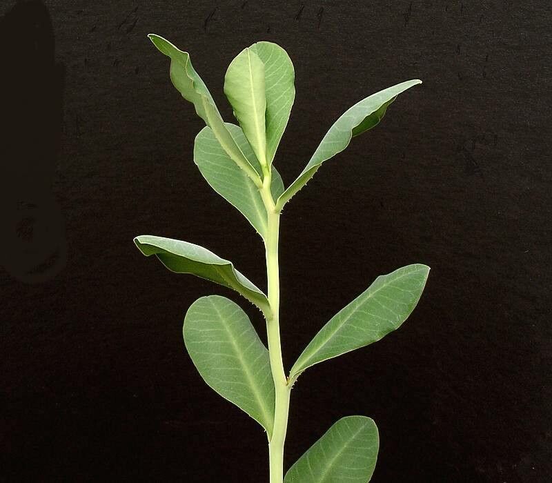 Euphorbia pseudolaevis leaf