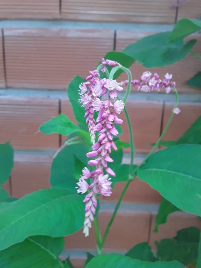 Bistorta elliptica flower