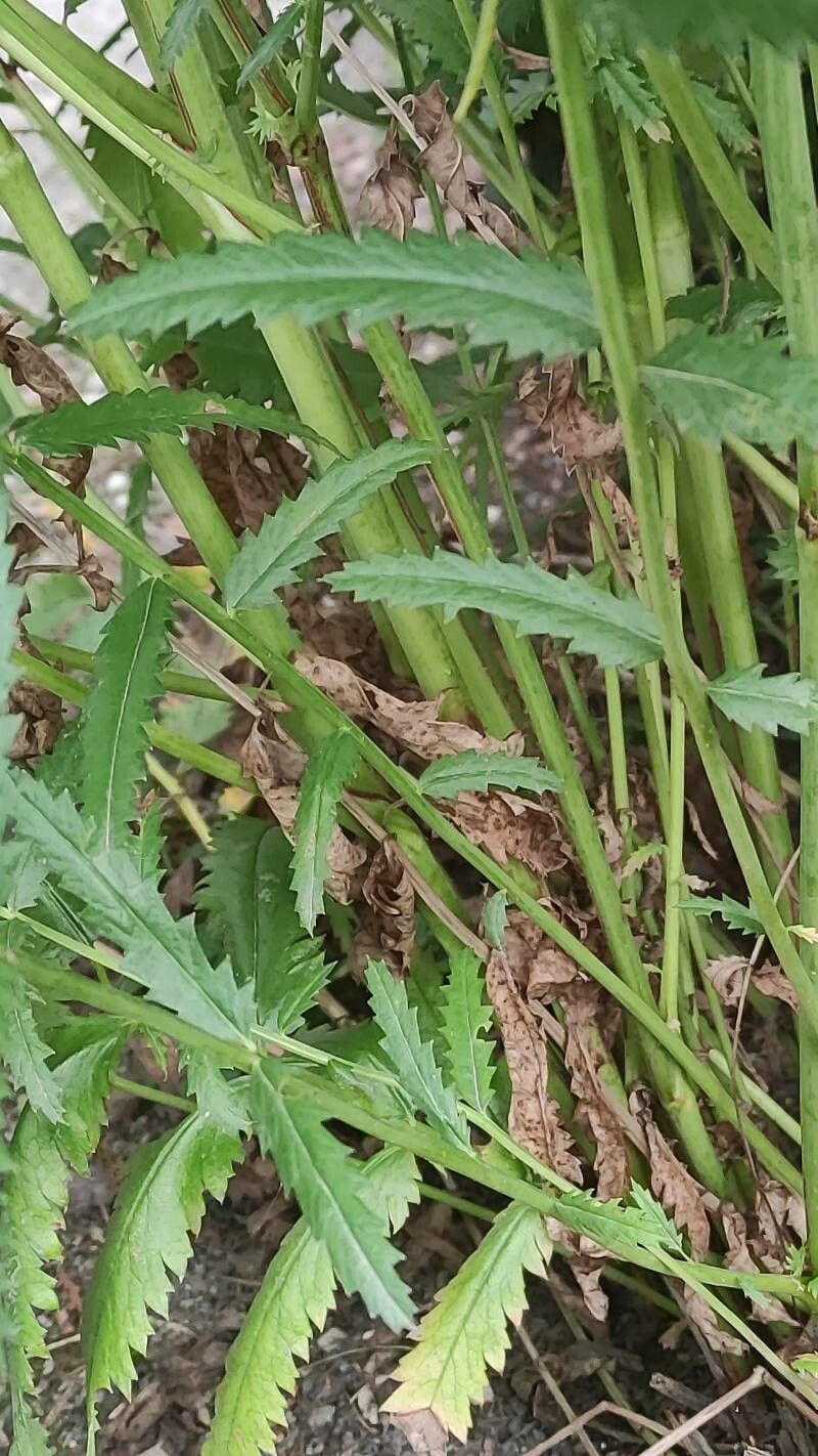 Sanguisorba alpina bark