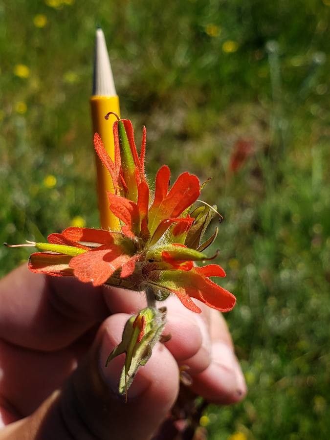 Castilleja hispida flower