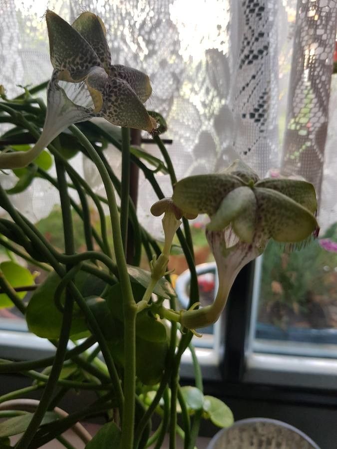 Ceropegia sandersonii other