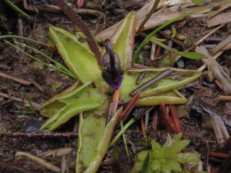 Pinguicula vulgaris leaf