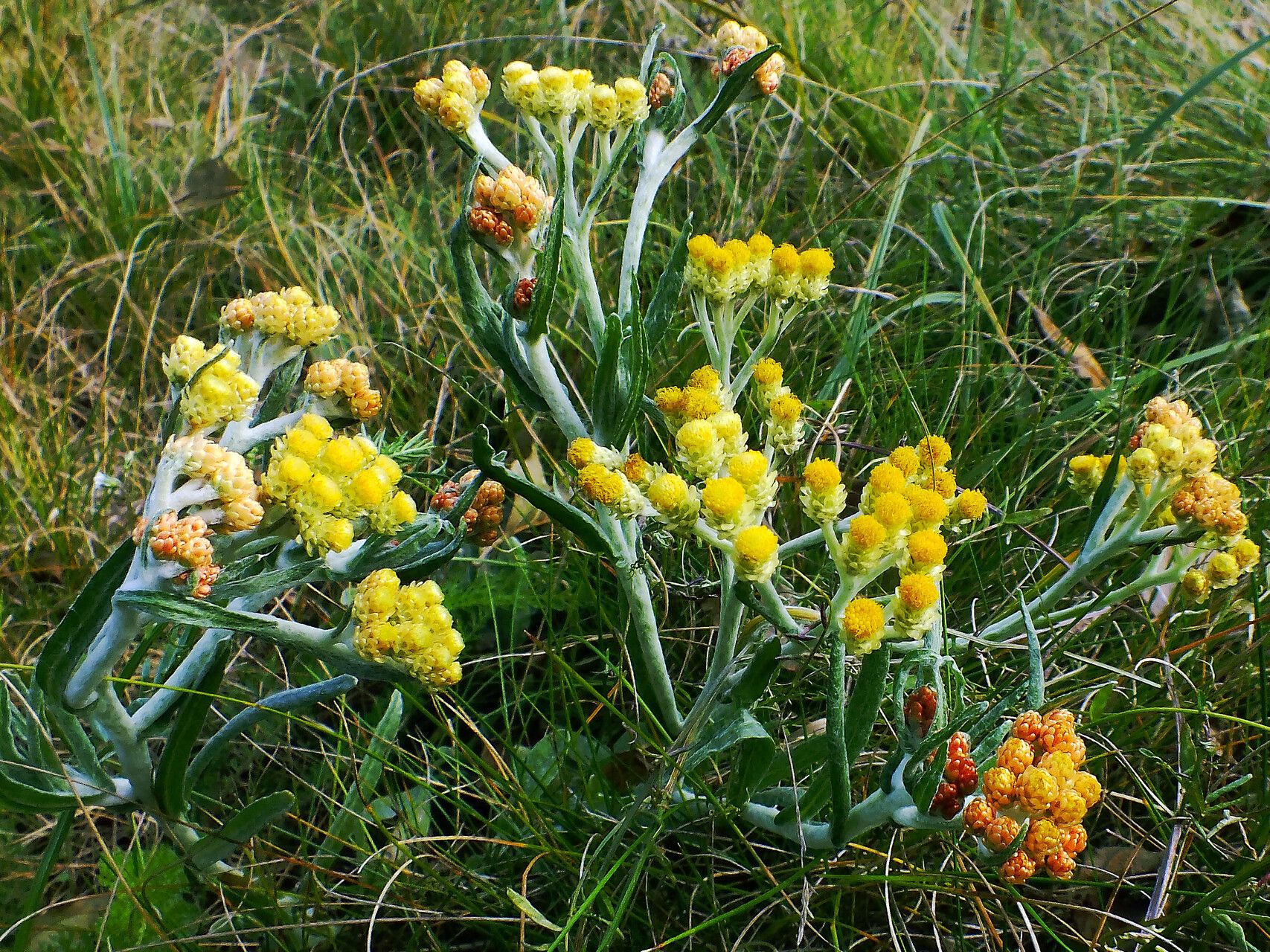 Helichrysum arenarium habit