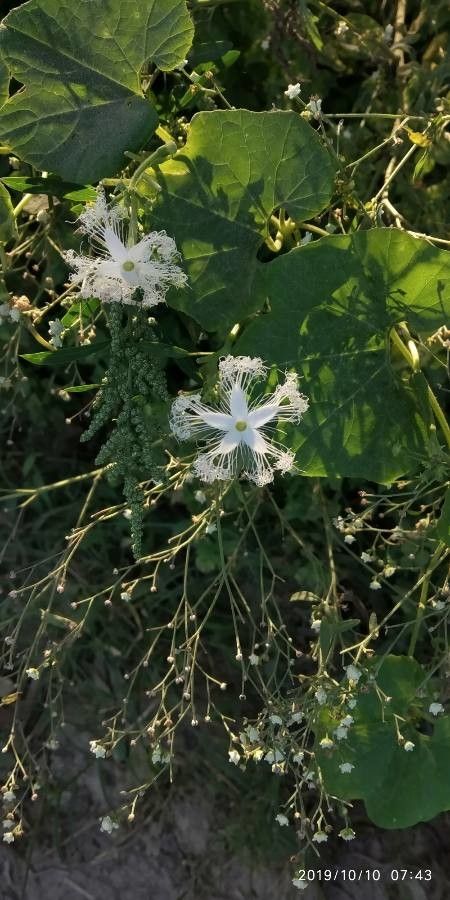 Trichosanthes cucumerina flower