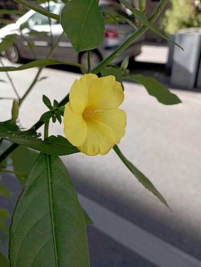 Reinwardtia indica flower