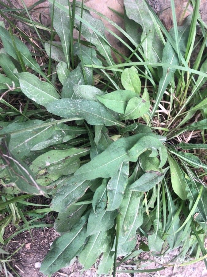 Centaurea nervosa — search result for 'Switzerland'