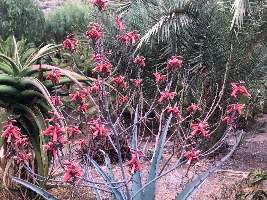 Aloe divaricata flower