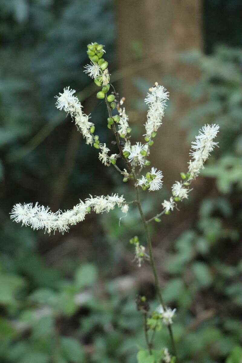 Actaea biternata flower