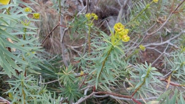 Euphorbia linifolia — houseplant care guide