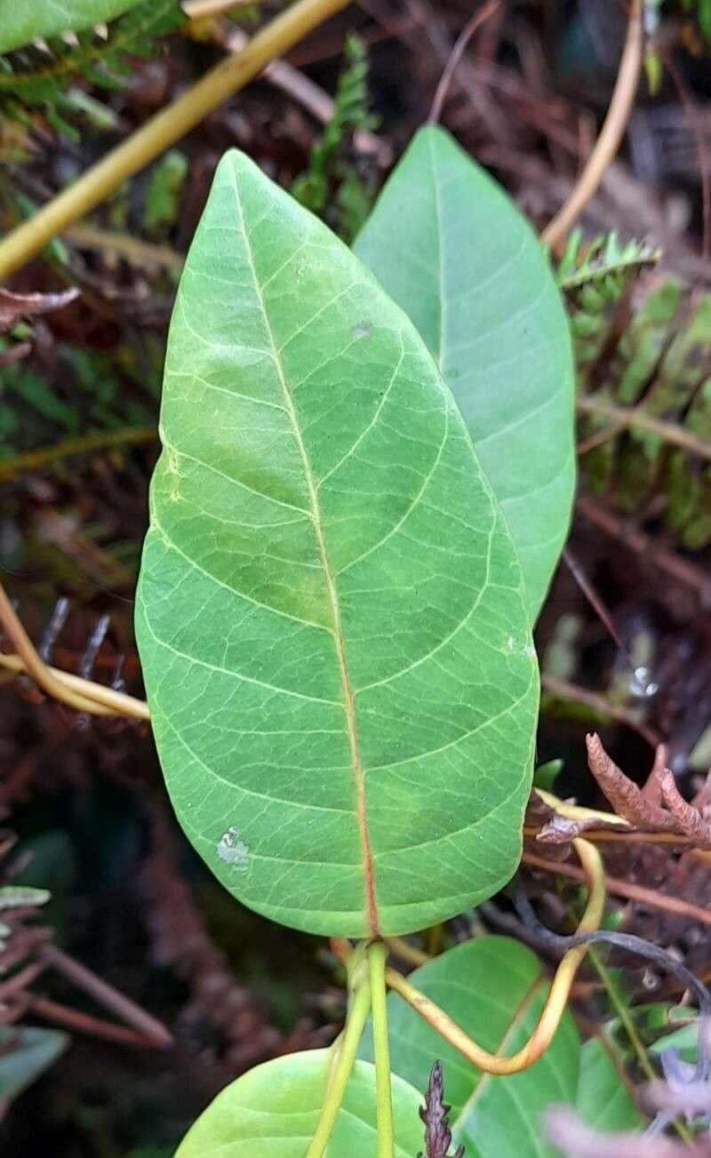 Angadenia lindeniana — related species from the same genus