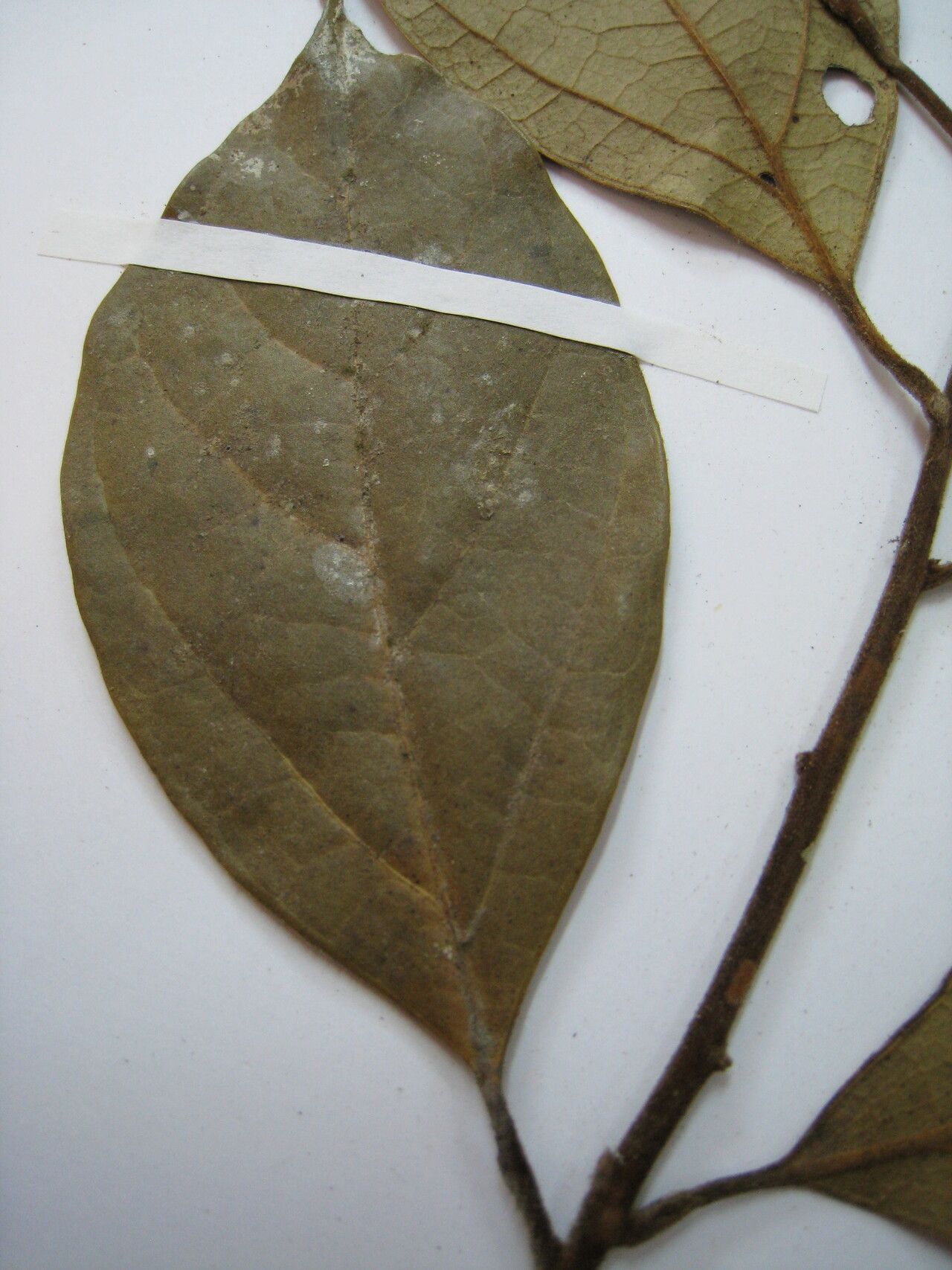 Rhodostemonodaphne leptoclada other