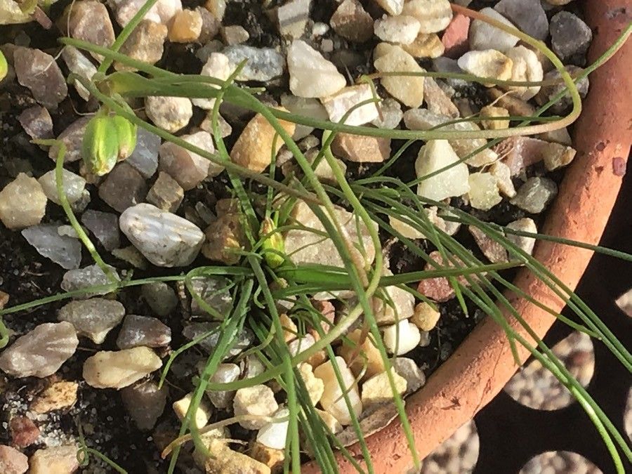 Gagea foliosa — search result for 'Gagea'