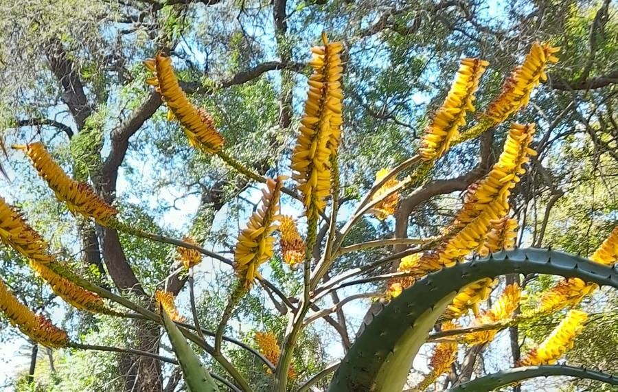 Aloe marlothii flower