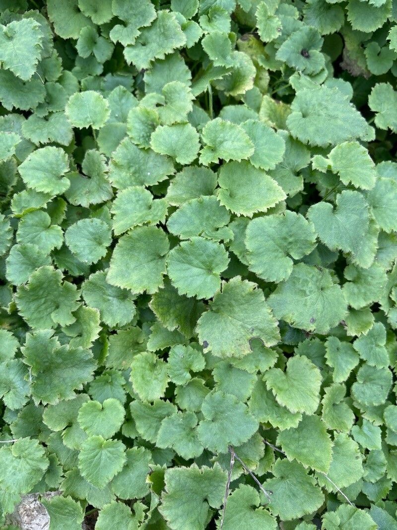 Campanula kermanica — houseplant care guide