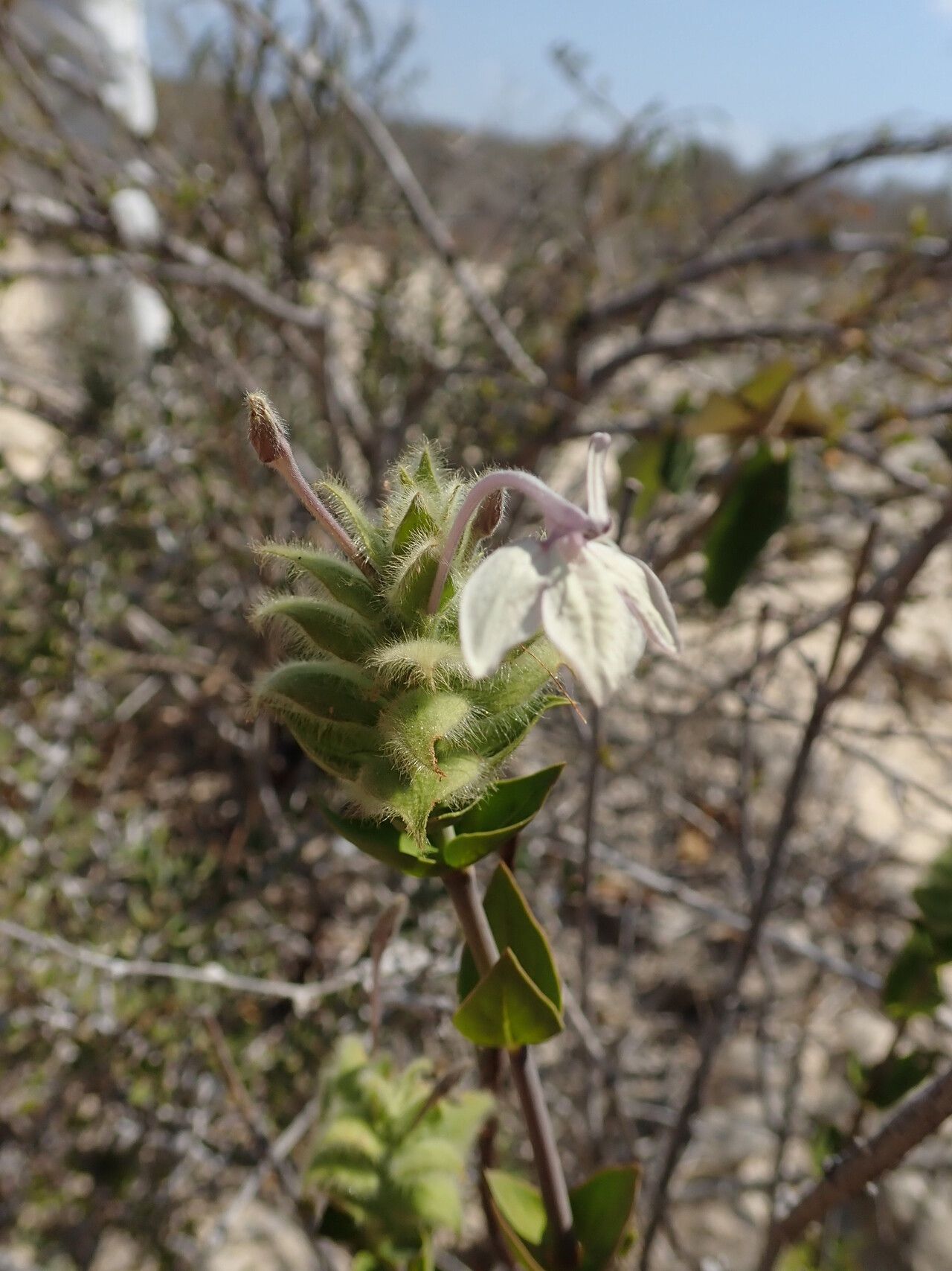 Ecbolium fimbriatum flower