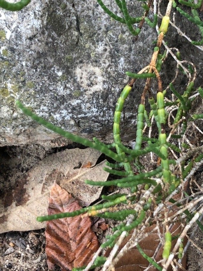 Haloxylon scoparium — related species from the same genus