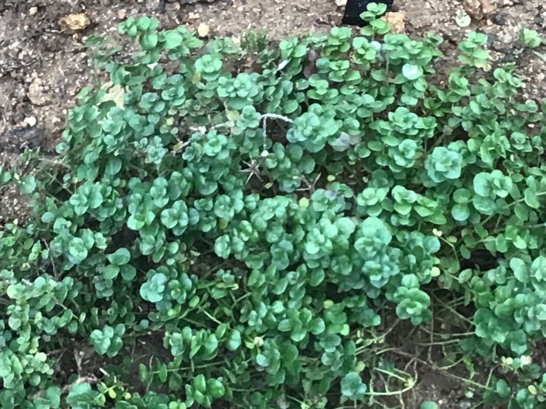 Dyschoriste setigera — houseplant care guide