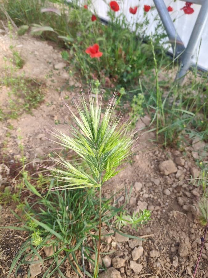 Anisantha madritensis fruit