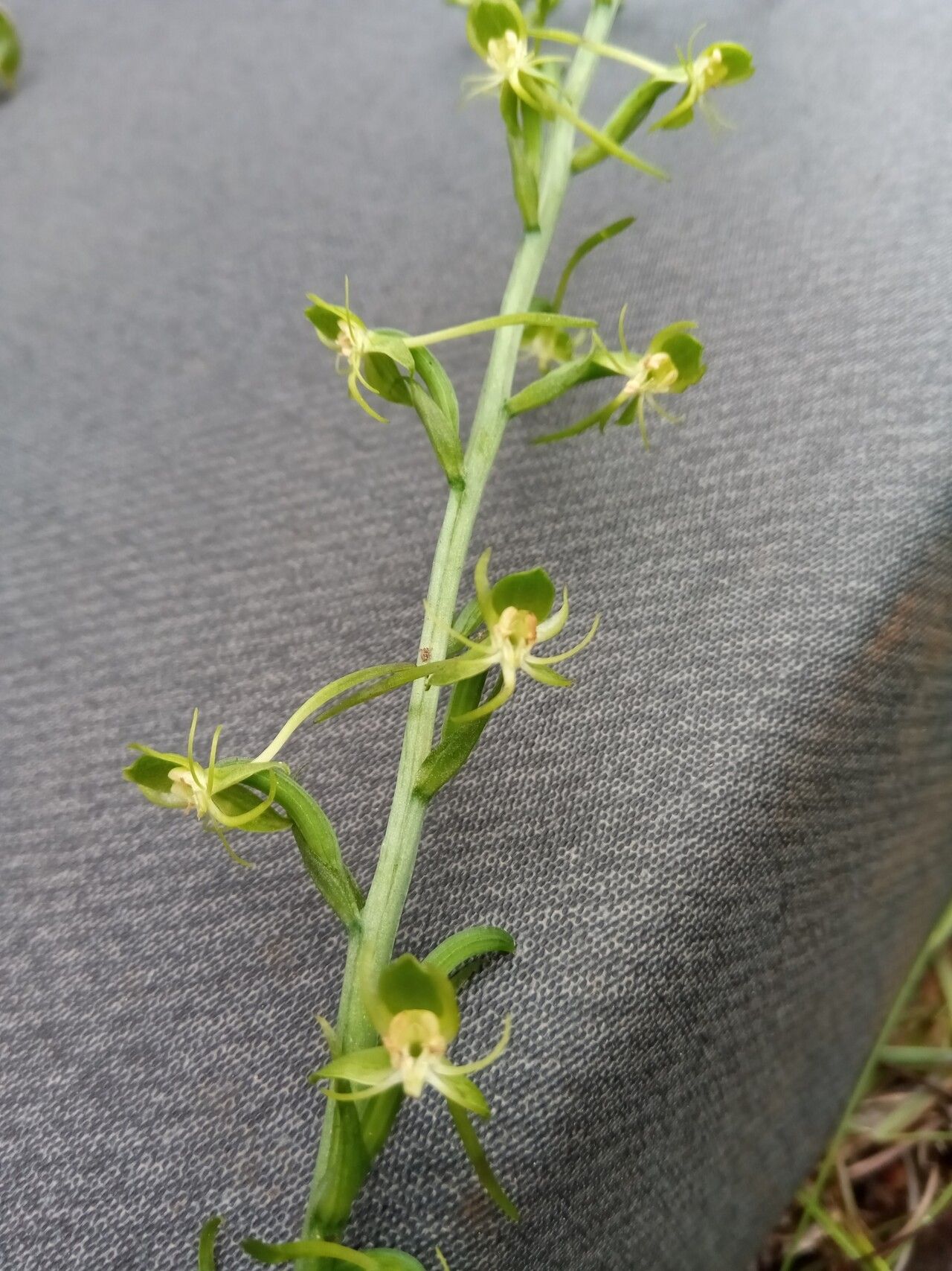 Habenaria alta flower