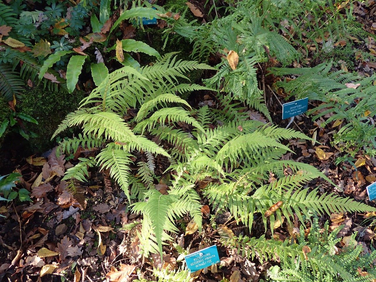 Phegopteris decursive-pinnata habit
