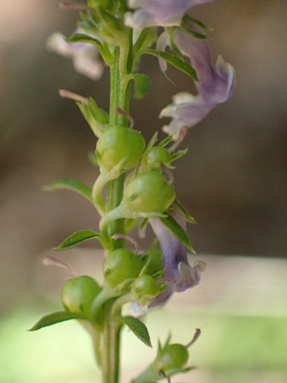 Anarrhinum bellidifolium fruit