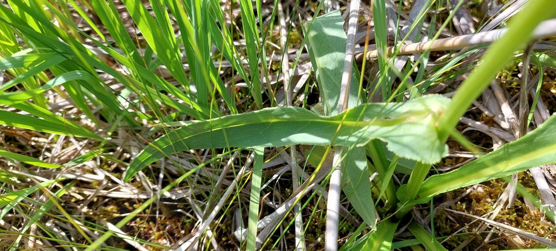 Senecio fontanicola — houseplant care guide