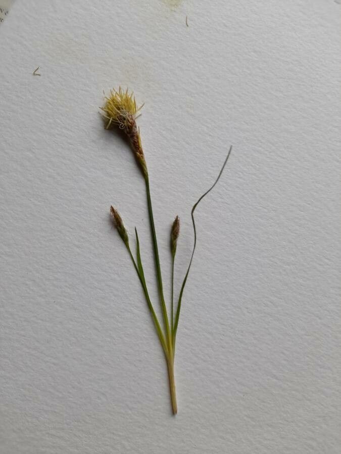 Carex halleriana leaf