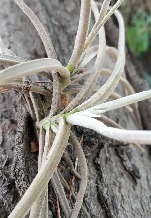 Tillandsia caliginosa — houseplant care guide